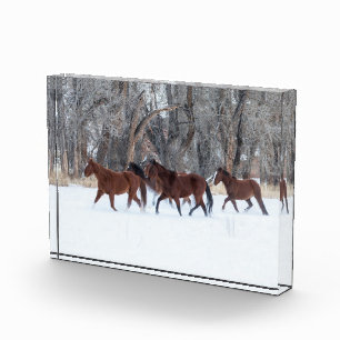 Pferdeherde, die in Winterschnee laufen Fotoblock