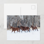 Pferdeherde, die in Winterschnee laufen Postkarte (Vorne/Hinten)