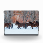 Pferdeherde im Schnee Fotoblock (Vorderseite)