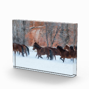 Pferdeherde im Schnee Fotoblock