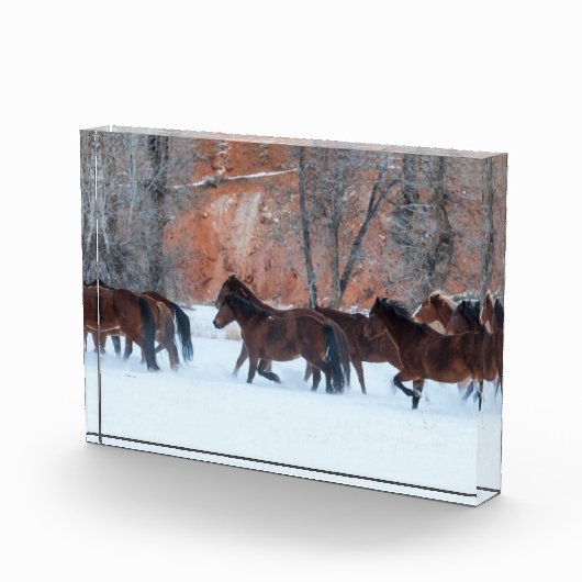 Pferdeherde im Schnee Fotoblock (Rechts)