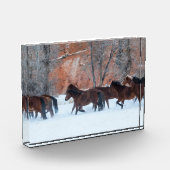 Pferdeherde im Schnee Fotoblock (Links)