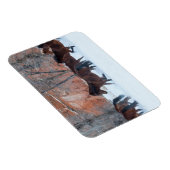 Pferdeherde im Schnee Magnet (Rechte Seite)