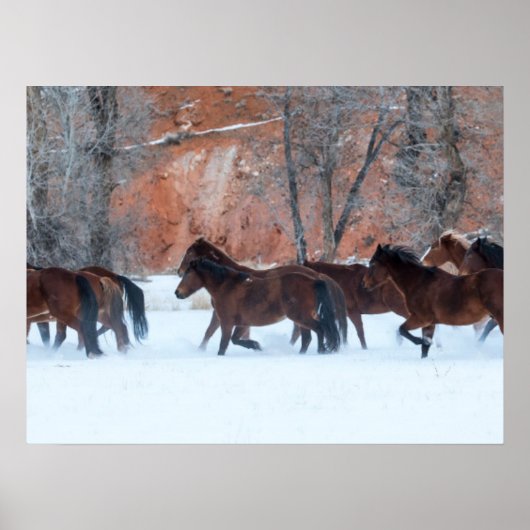 Pferdeherde im Schnee Poster (Vorne)