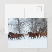 Pferdeherde im Schnee Postkarte (Vorne/Hinten)
