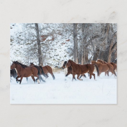 Pferdeherde im Schnee Postkarte (Vorderseite)