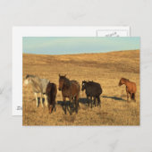 Pferdeherde im Westen Postkarte (Vorne/Hinten)