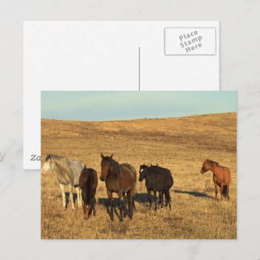 Pferdeherde im Westen Postkarte (Vorne/Hinten)