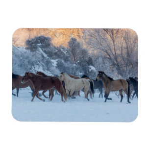 Pferdeherde im Winter auf der Hideout Ranch Magnet
