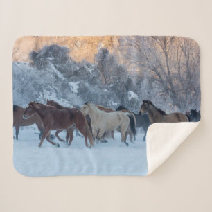 Pferdeherde im Winter auf der Hideout Ranch Sherpadecke