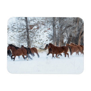 Pferdeherde läuft im Schnee Magnet