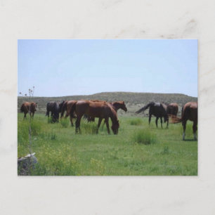 Pferdeherde - Logan Landkreis, Kansas Postkarte