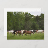 Pferdeherde, Tennessee Postkarte (Vorne/Hinten)