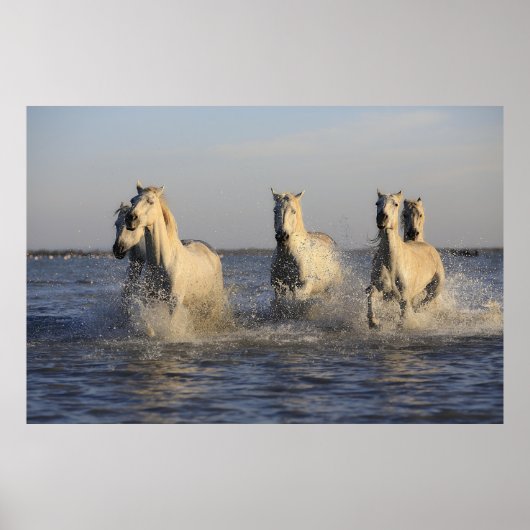 Pferdeherdenplakat Poster (Vorne)
