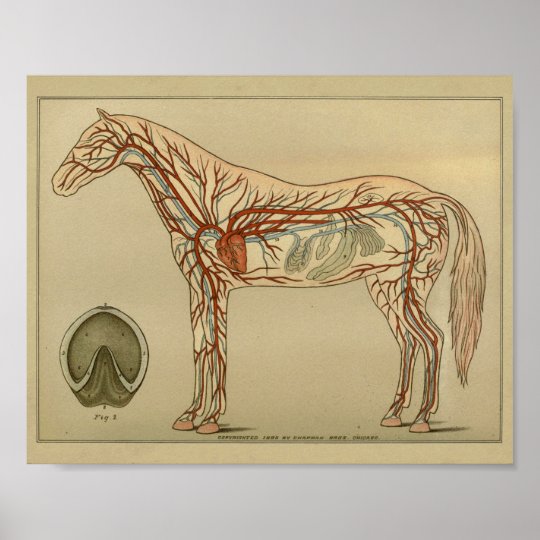 Pferdeherz Arterien Anatomie Druck Poster Zazzle De