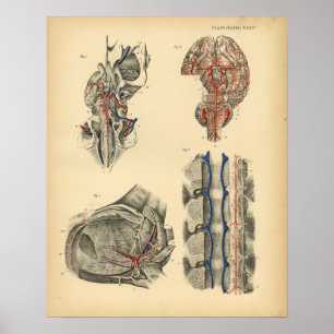 Pferdehirn-Rückenmark-Anatomie 1908 Vintage-Druck Poster