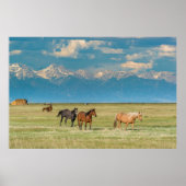 Pferdehöre in Hayfield Poster (Vorne)