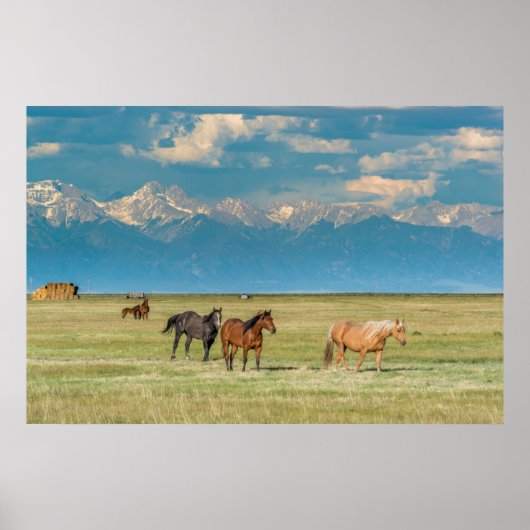 Pferdehöre in Hayfield Poster (Vorne)