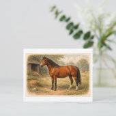 Pferdeillustration im Vintage-Stil Postkarte (Stehend Vorderseite)