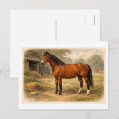Pferdeillustration im Vintage-Stil Postkarte (Vorne/Hinten)
