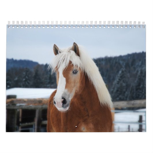 Pferdekalender Kalender (Titelbild)