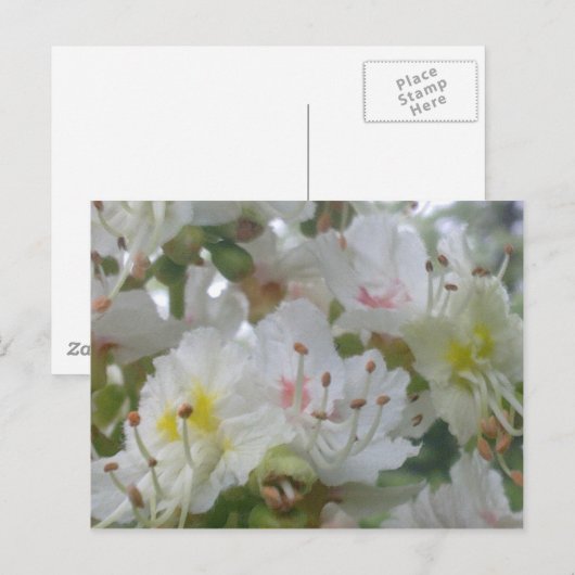 Pferdekastanie Blossom Postkarte (Vorne/Hinten)