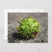 Pferdekastanie iPhone Postkarte (Vorne/Hinten)