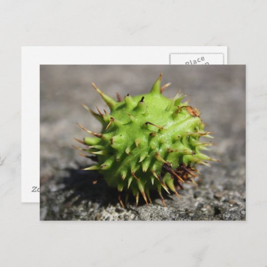 Pferdekastanie iPhone Postkarte (Vorne/Hinten)