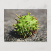 Pferdekastanie iPhone Postkarte (Vorderseite)