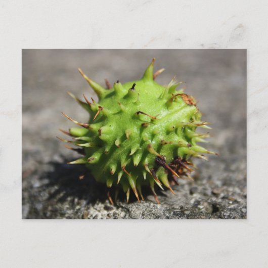 Pferdekastanie iPhone Postkarte (Vorderseite)