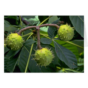 PferdeKastanienbaumfrucht (Aesculus hippocastarum)