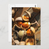 Pferdekastanienpostkarte Postkarte (Vorne/Hinten)