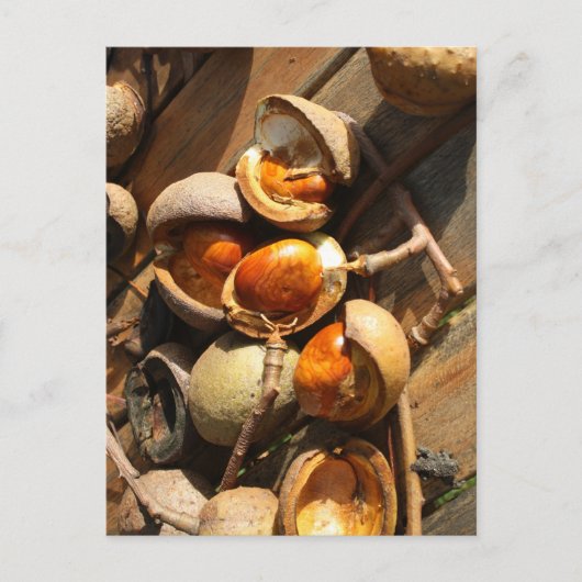 Pferdekastanienpostkarte Postkarte (Vorderseite)