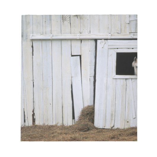 Pferdeklemme Kopf aus Barn Fenster Notizblock (Vorderseite)