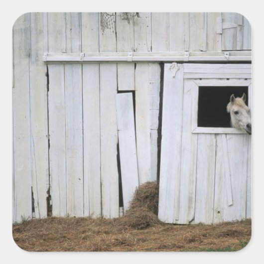 Pferdeklemme Kopf aus Barn Fenster Quadratischer Aufkleber (Vorderseite)
