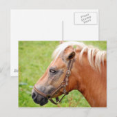 Pferdekopf 003 postkarte (Vorne/Hinten)