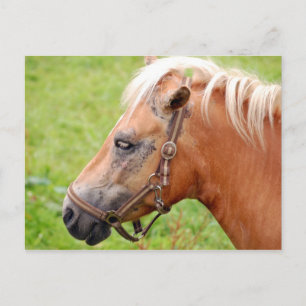 Pferdekopf 003 postkarte