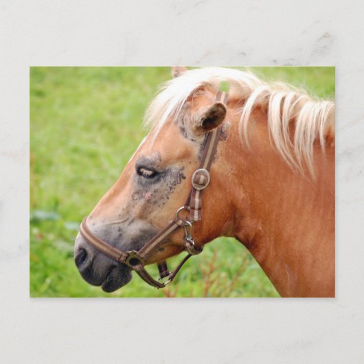 Pferdekopf 003 postkarte (Vorderseite)