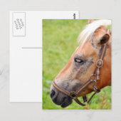 Pferdekopf 003 postkarte (Vorne/Hinten)