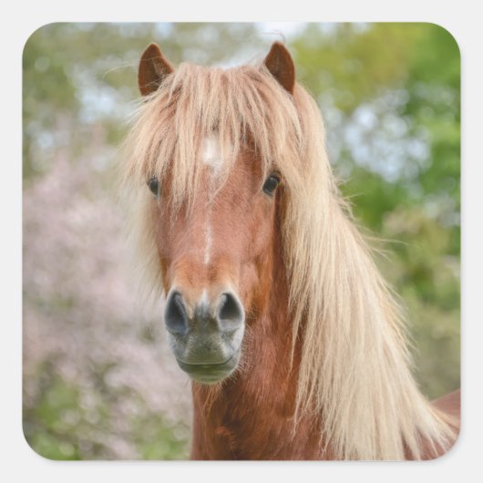 Pferdekopf Aegidienberger quer isländisch und Paso Quadratischer Aufkleber (Vorderseite)