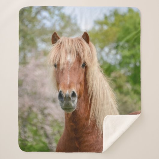 Pferdekopf Aegidienberger quer isländisch und Paso Sherpadecke (Vorderseite)