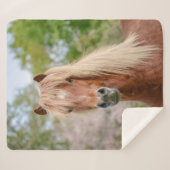 Pferdekopf Aegidienberger quer isländisch und Paso Sherpadecke (Vorderseite (Horizontal))