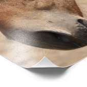 Pferdekopf Fotodruck (Ecke)