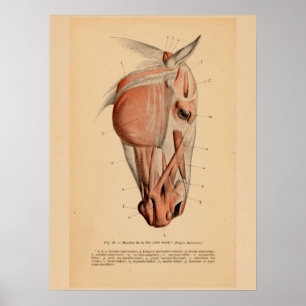 Pferdekopf-Muskelanatomie Französisches Vintage-Pr Poster