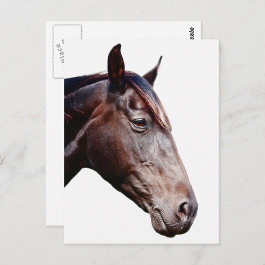 Pferdekopf. Postkarte (Vorne/Hinten)