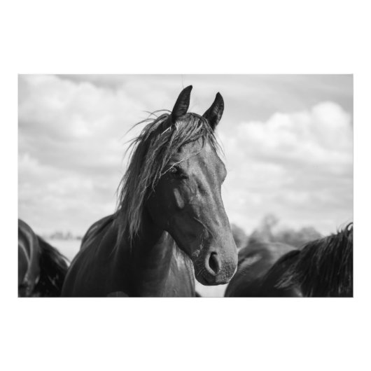 Pferdekopfposter Fotodruck (Vorne)