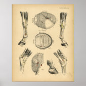 Pferdeleg Tendons Anatomie 1908 Vintag Poster (Vorne)
