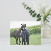 Pferdeliebhaber Postkarte (Stehend Vorderseite)
