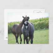 Pferdeliebhaber Postkarte (Vorne/Hinten)