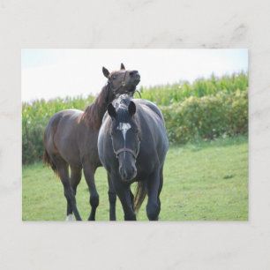 Pferdeliebhaber Postkarte